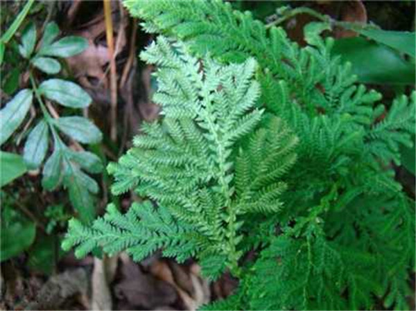 ƲҶƬô£ƲҶƬͿԱ