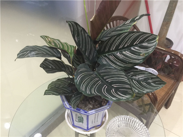 ˫������Ὺ����˫������Ļ�����ʲô����ʲô��˼