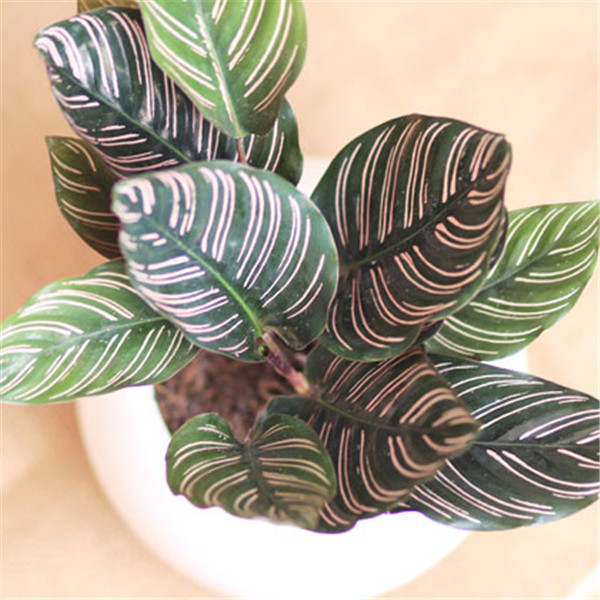 ˫������Ὺ����˫������Ļ�����ʲô����ʲô��˼