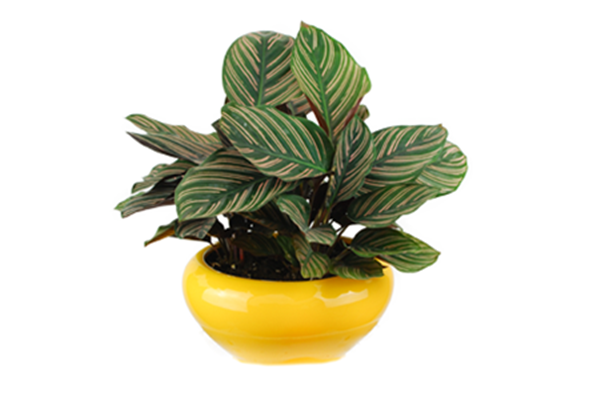 ˫������Ὺ����˫������Ļ�����ʲô����ʲô��˼