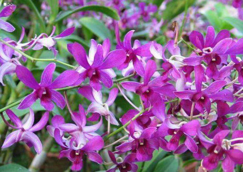 ʯ������������ô�� ʯ��������ֳ������ע���������