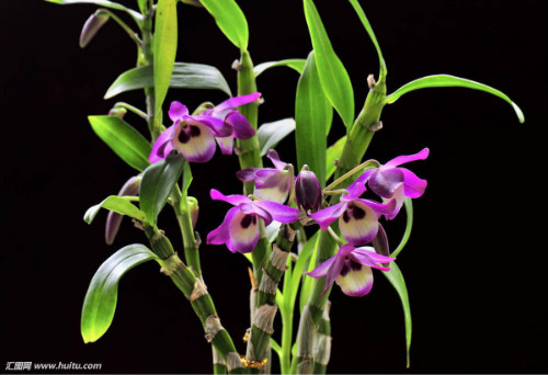 ʯ������������ô�� ʯ��������ֳ������ע���������