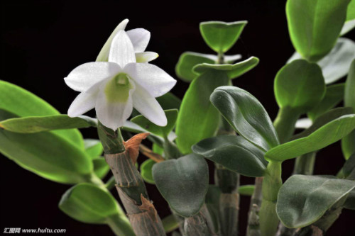 ʯ������������ô�� ʯ��������ֳ������ע���������