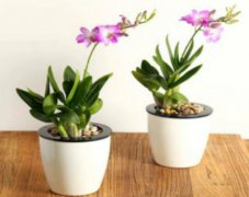 石斛兰好养吗怎么养 石斛兰的养殖方法及注意事项看这里