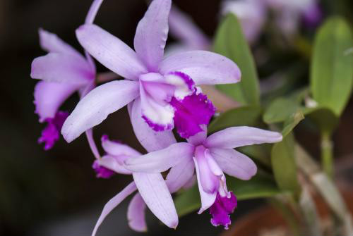 ʯ������������ô�� ʯ��������ֳ������ע���������