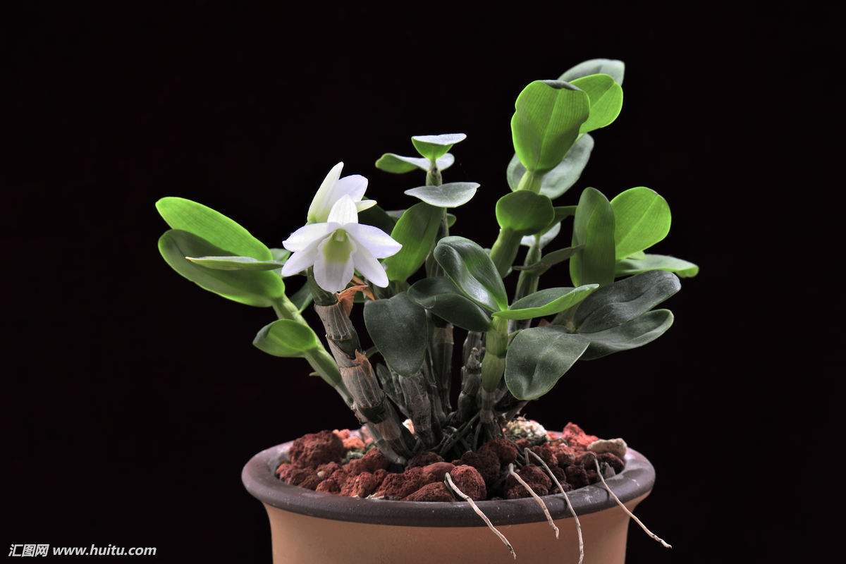 石斛兰开过花老枝怎么办如何修剪 石斛修剪方法步骤图