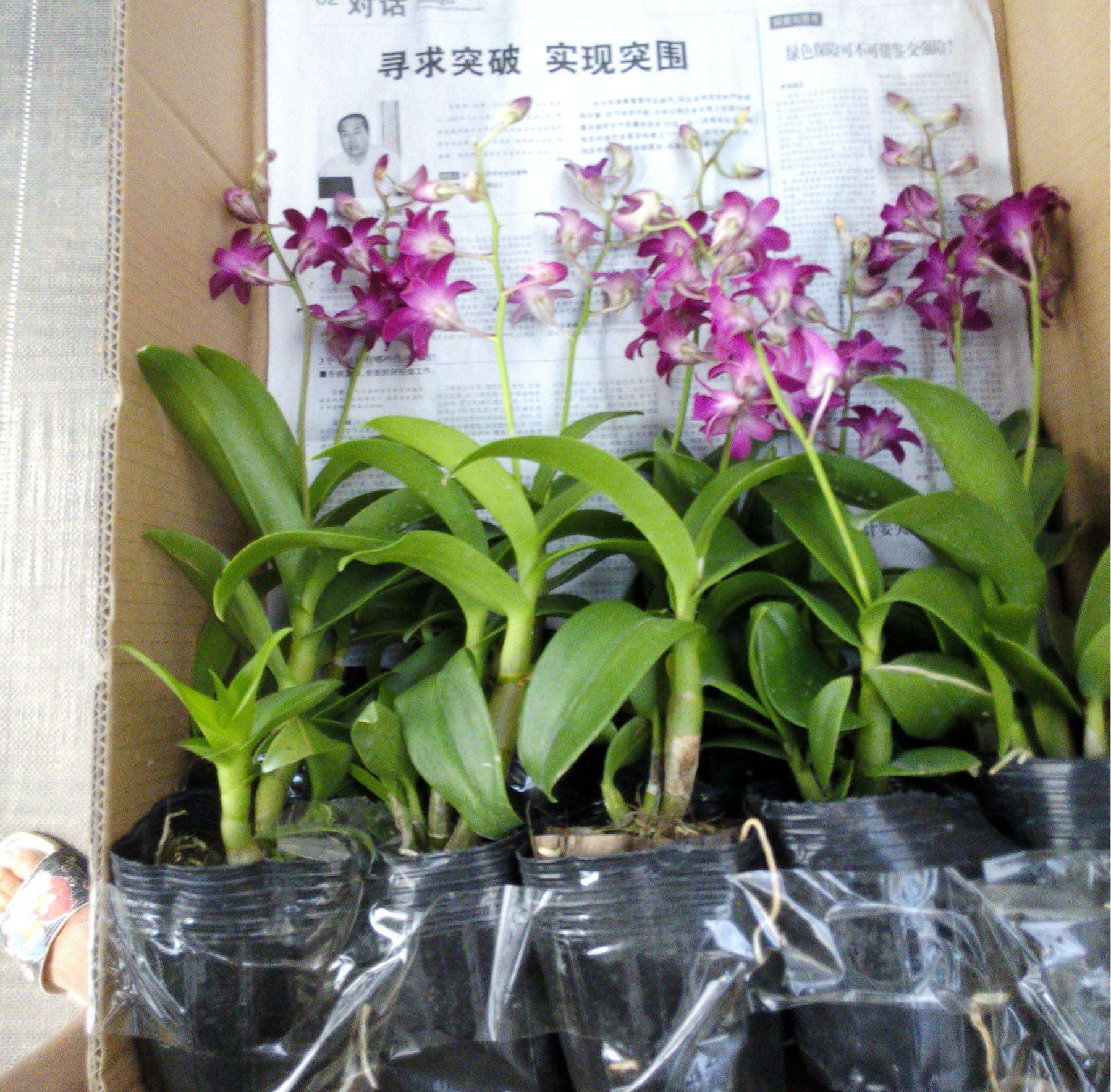 石斛兰开过花老枝怎么办如何修剪 石斛修剪方法步骤图