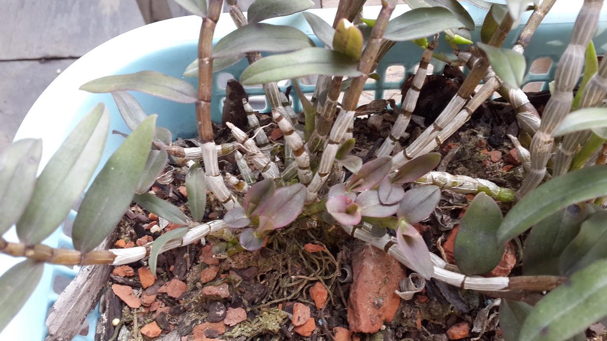 石斛兰开过花老枝怎么办如何修剪 石斛修剪方法步骤图