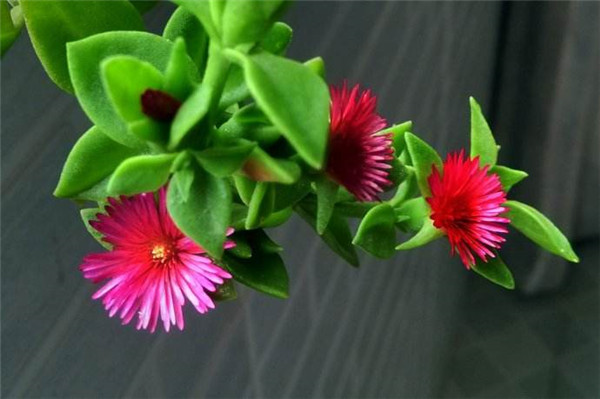 牡丹吊兰怎么养冬天会冻死吗,这才是牡丹吊兰最正确的越冬方式