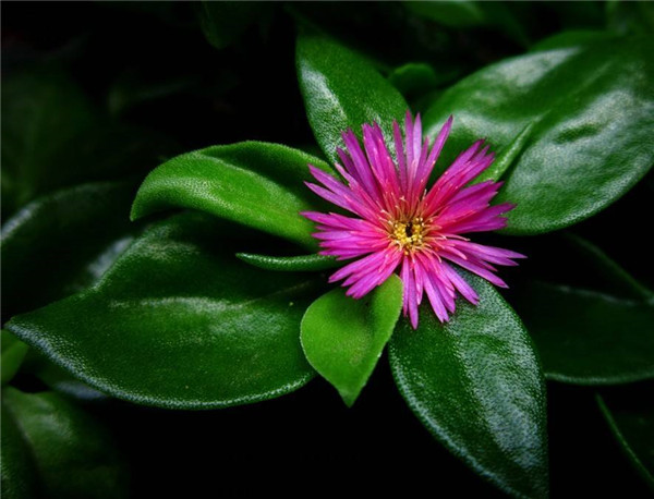 牡丹吊兰怎么养冬天会冻死吗,这才是牡丹吊兰最正确的越冬方式