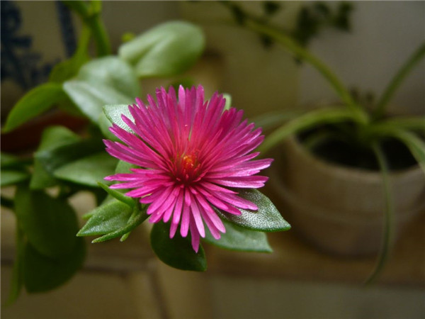 牡丹吊兰怎么养冬天会冻死吗,这才是牡丹吊兰最正确的越冬方式