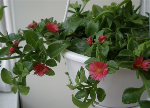 牡丹吊兰适合几月扦插,牡丹吊兰最正确的繁殖方法都在这里哦