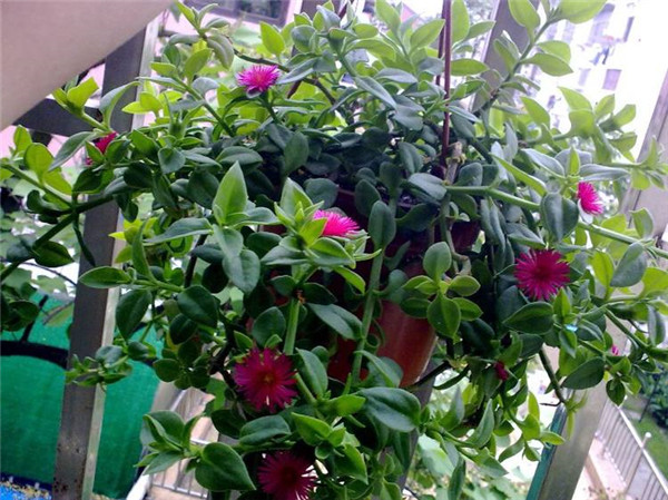 牡丹吊兰适合几月扦插,牡丹吊兰最正确的繁殖方法都在这里哦