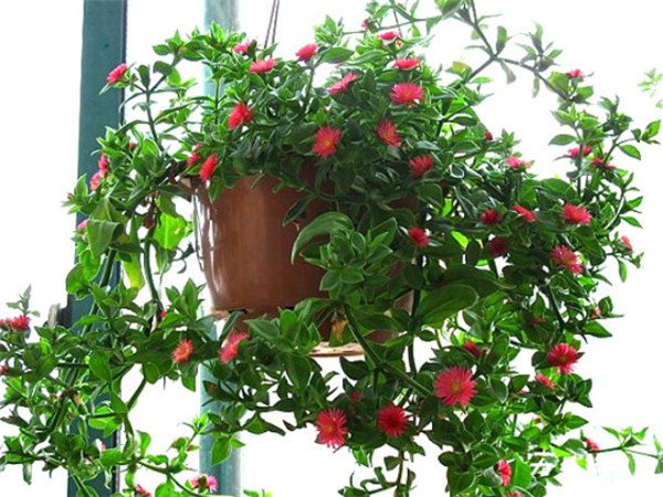 牡丹吊兰适合几月扦插,牡丹吊兰最正确的繁殖方法都在这里哦