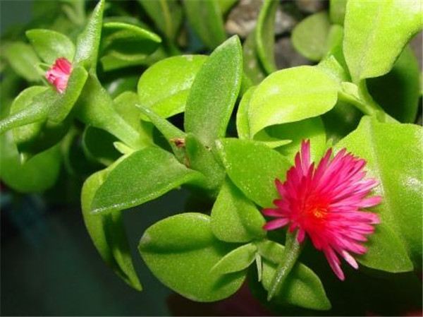 牡丹吊兰适合几月扦插,牡丹吊兰最正确的繁殖方法都在这里哦