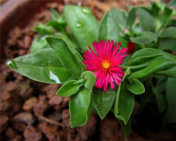 牡丹吊兰适合几月扦插,牡丹吊兰最正确的繁殖方法都在这里哦