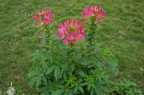 ��������ô��ֳ ���������ӵ���ֲ�����������