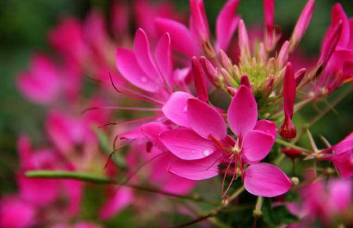 ��������ô��ֳ ���������ӵ���ֲ�����������