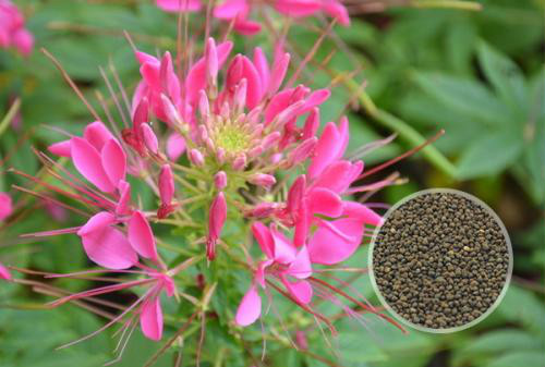 ��������ô��ֳ ���������ӵ���ֲ�����������