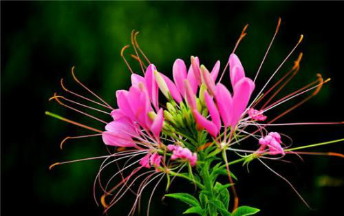 醉蝶花怎么养长得好 家养醉蝶花需要注意下面这些事项