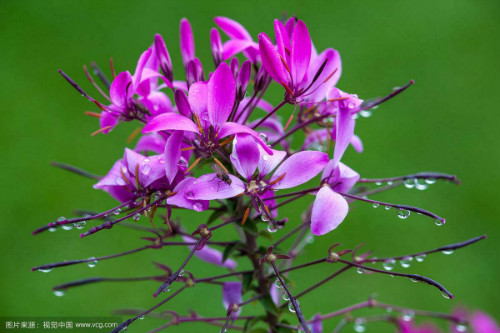 醉蝶花怎么养长得好 家养醉蝶花需要注意下面这些事项