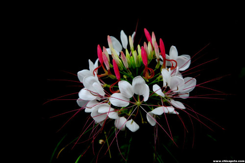 醉蝶花怎么养长得好 家养醉蝶花需要注意下面这些事项