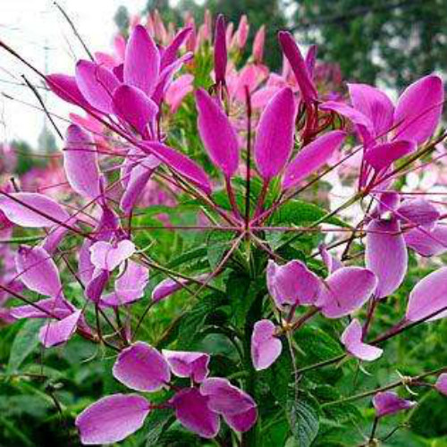 醉蝶花怎么养长得好 家养醉蝶花需要注意下面这些事项