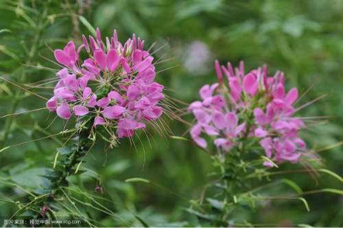 醉蝶花怎么养长得好 家养醉蝶花需要注意下面这些事项