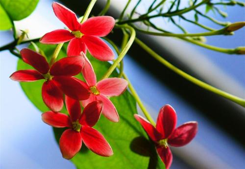 使君子可以盆栽吗 盆栽使君子技巧方法看这里