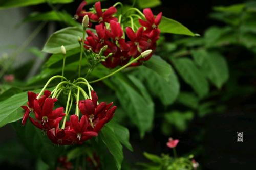 使君子可以盆栽吗 盆栽使君子技巧方法看这里