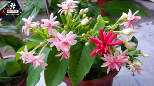 使君子可以盆栽吗 盆栽使君子技巧方法看这里