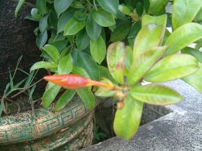 使君子可以盆栽吗 盆栽使君子技巧方法看这里