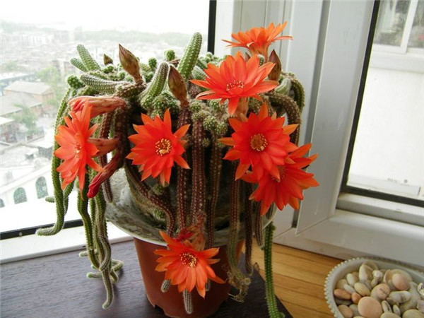 仙人指怎样养殖和繁殖 仙人指的养殖方法以及注意事项你都了解吗