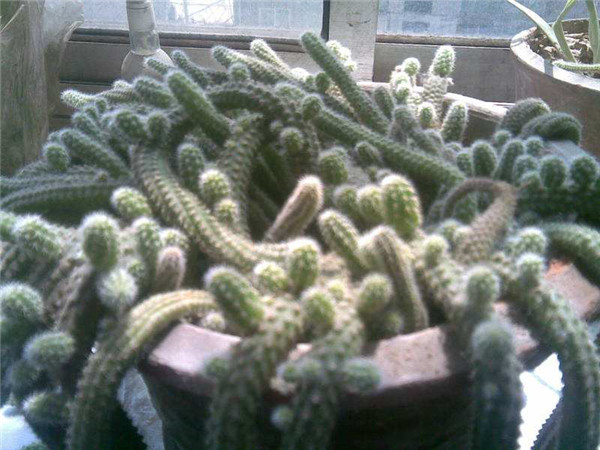 仙人指怎样养殖和繁殖 仙人指的养殖方法以及注意事项你都了解吗