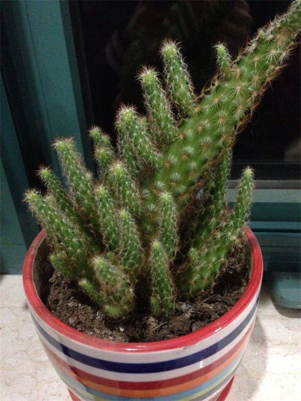 仙人指怎样养殖和繁殖 仙人指的养殖方法以及注意事项你都了解吗