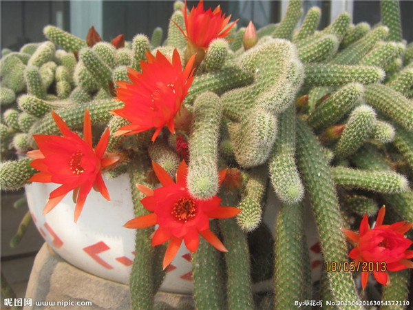 仙人指怎样养殖和繁殖 仙人指的养殖方法以及注意事项你都了解吗