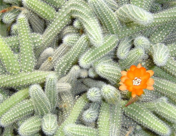 仙人指怎样养殖和繁殖 仙人指的养殖方法以及注意事项你都了解吗