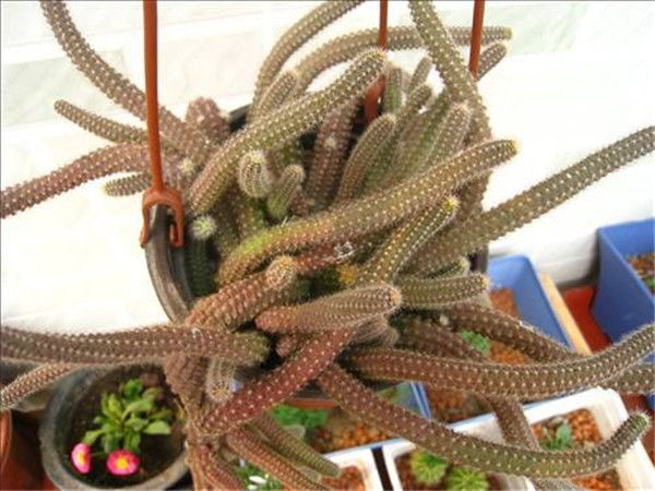 仙人指怎样养殖和繁殖 仙人指的养殖方法以及注意事项你都了解吗