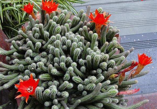 ����ָ���Ǥ�巽��ͼ�� ��ֳ����ָ�ķ����ɲ�ֹǤ����һ�ַ���Ŷ