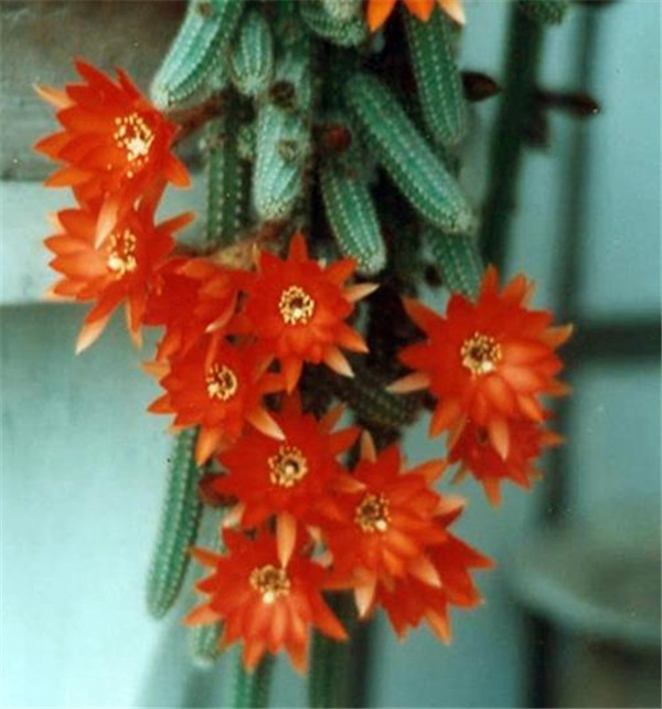 ����ָ���Ǥ�巽��ͼ�� ��ֳ����ָ�ķ����ɲ�ֹǤ����һ�ַ���Ŷ