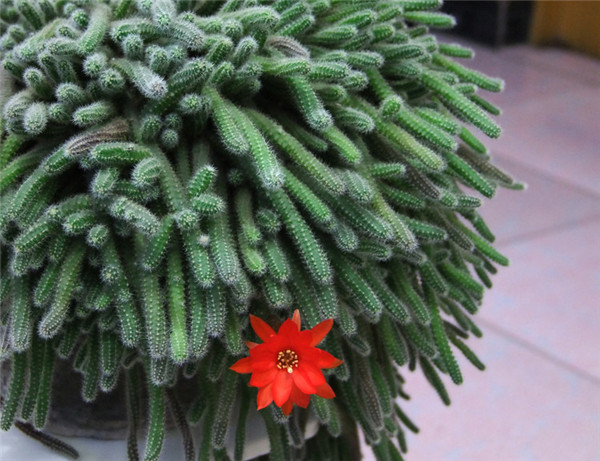 ����ָ���Ǥ�巽��ͼ�� ��ֳ����ָ�ķ����ɲ�ֹǤ����һ�ַ���Ŷ