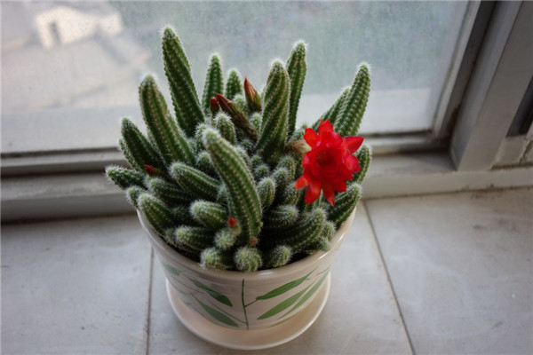 ����ָ���Ǥ�巽��ͼ�� ��ֳ����ָ�ķ����ɲ�ֹǤ����һ�ַ���Ŷ