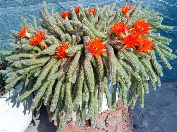 ����ָ���Ǥ�巽��ͼ�� ��ֳ����ָ�ķ����ɲ�ֹǤ����һ�ַ���Ŷ