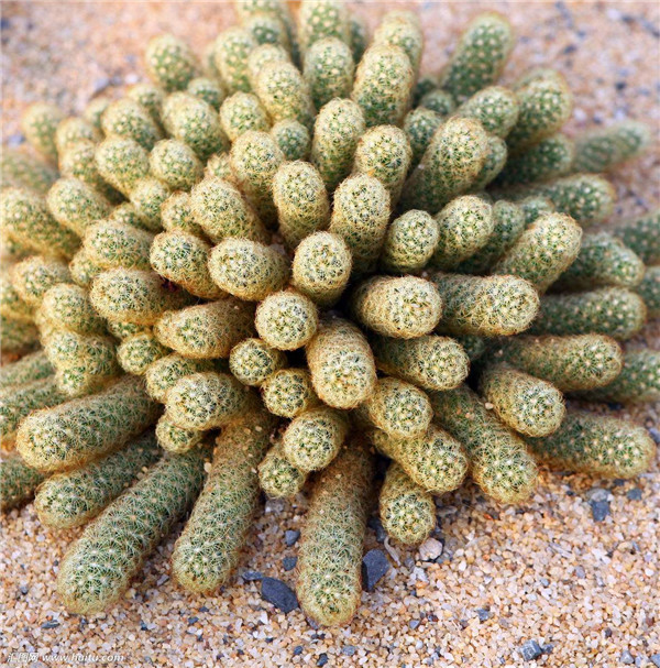 ����ָ��ο��ٿ��� �����������Լ�������ָ�����ٶ�Ŷ