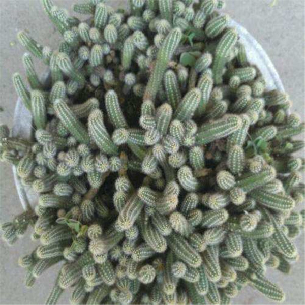 ����ָ��ο��ٿ��� �����������Լ�������ָ�����ٶ�Ŷ