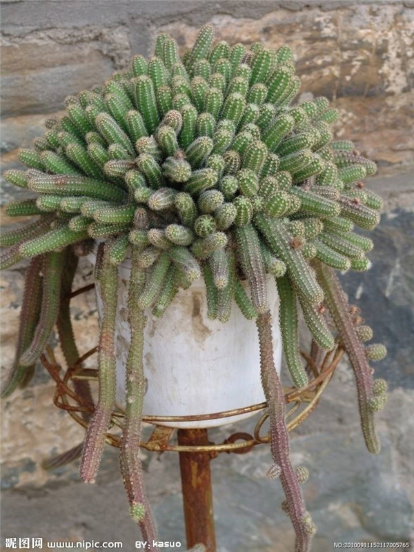 ����ָ��ο��ٿ��� �����������Լ�������ָ�����ٶ�Ŷ