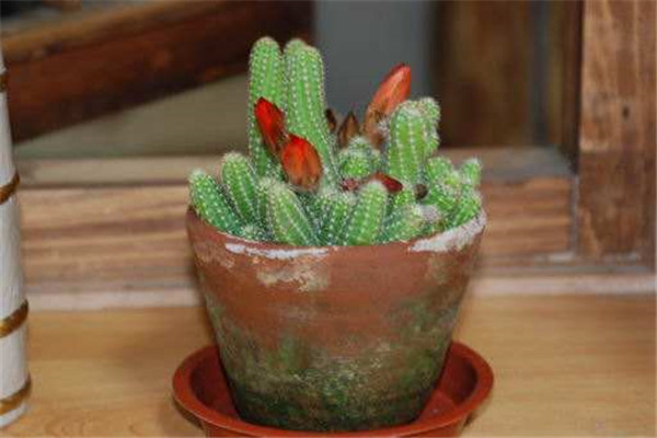 ����ָ��ο��ٿ��� �����������Լ�������ָ�����ٶ�Ŷ