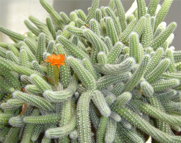 ����ָ�����ܷ����� ����ָ��η��跽������������Ŷ