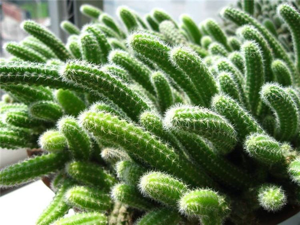 ����ָ�����ܷ����� ����ָ��η��跽������������Ŷ