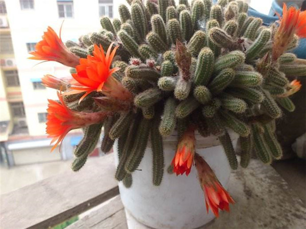 ����ָ�����ܷ����� ����ָ��η��跽������������Ŷ